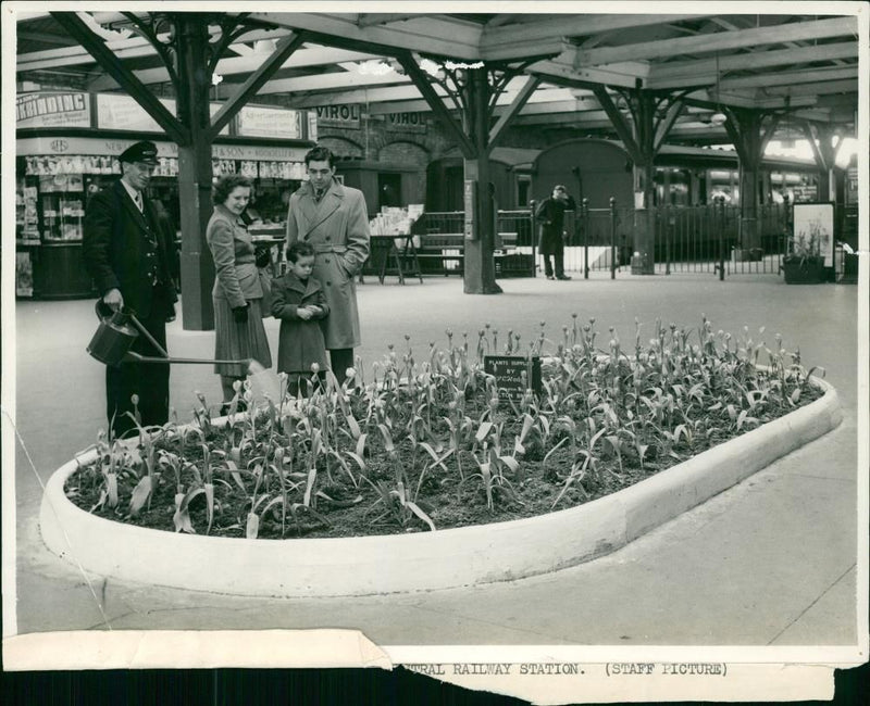 Tulip time at Lowestoft Central Railway Station. - Vintage Photograph