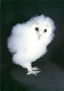 Birds - Vintage Photograph