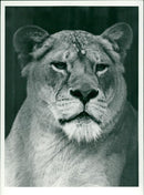 Lion. - Vintage Photograph