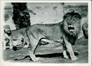 Lion. - Vintage Photograph