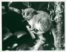 Lemur. - Vintage Photograph