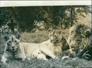 The lion - Vintage Photograph