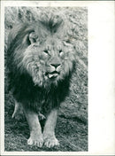The lion. - Vintage Photograph