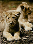 The lion . - Vintage Photograph