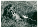 The lion. - Vintage Photograph