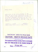 The lion. - Vintage Photograph