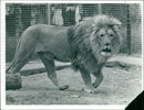 The lion. - Vintage Photograph