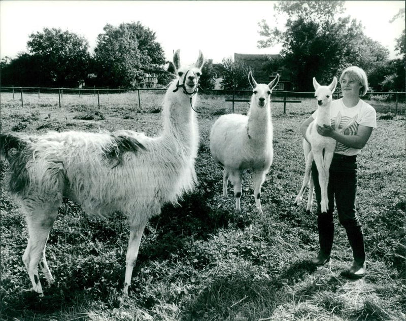 Llama Animal. - Vintage Photograph