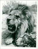 The lion. - Vintage Photograph
