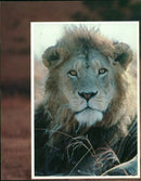 A lion. - Vintage Photograph