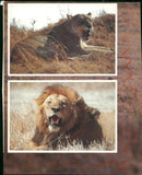 A lion. - Vintage Photograph