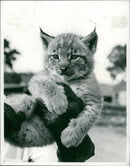 Eurasian lynx. - Vintage Photograph