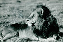 The lion . - Vintage Photograph