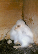 Birds - Vintage Photograph