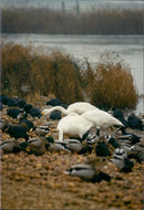 WILDLIFE - Vintage Photograph