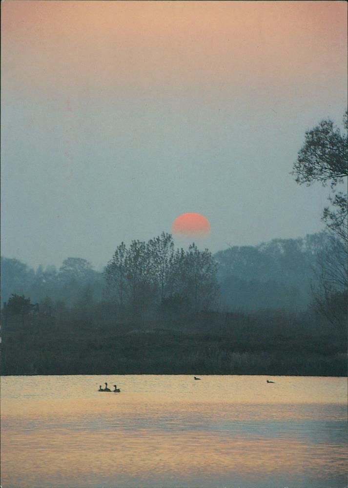 SUMMER SUNSET WITH WILD LIFE - Vintage Photograph
