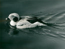 MAKING WAVES - Vintage Photograph