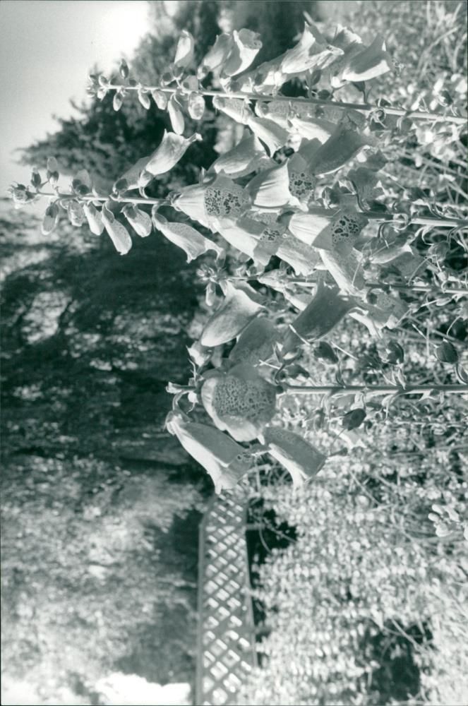GODERSTONE WATER GARDENS - Vintage Photograph