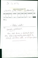 Pine Trees - Vintage Photograph