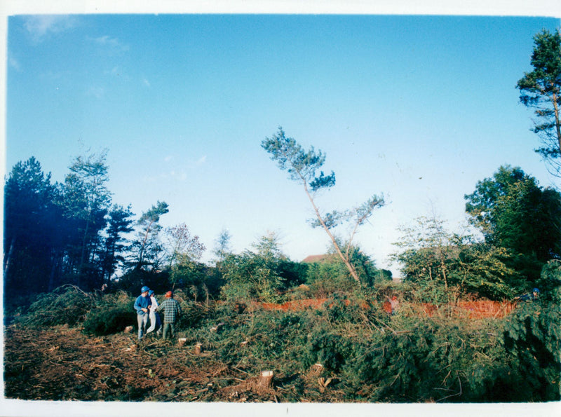 Pine Trees - Vintage Photograph