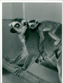 Animals: Lemurs - Vintage Photograph