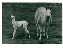 Animals: Llama - Vintage Photograph