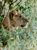 Animals: Lions - Vintage Photograph