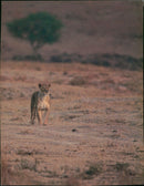 Animals: Lions - Vintage Photograph