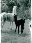 Animals: Llama - Vintage Photograph