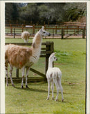 Animals: Llama - Vintage Photograph