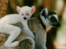Animals: Lemur - Vintage Photograph