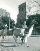 Animals: Llamas: Bruce Wright - Vintage Photograph