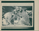 Animals: Lemur - Vintage Photograph
