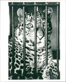 Animals: Leopard - Vintage Photograph