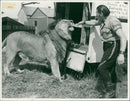 Animals: Lion: Simba - Vintage Photograph
