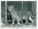 Animals: Lion - Vintage Photograph
