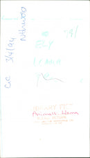 Animals: Llama - Vintage Photograph