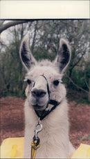 Animals: Llama - Vintage Photograph