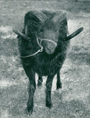 Animals: Hebridean Ram - Vintage Photograph