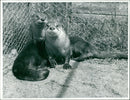 Animals: Otters - Vintage Photograph