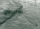 Animals: Otters - Vintage Photograph