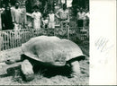 Animals: Turtle - Vintage Photograph