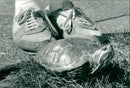 Animals: Turtle - Vintage Photograph
