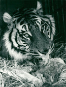 Animals: Tiger - Vintage Photograph