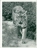 Animals: Tiger - Vintage Photograph