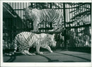 Animals: White tiger - Vintage Photograph