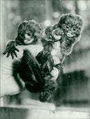 Animals: Tamarin - Vintage Photograph
