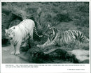 Animals: Tiger - Vintage Photograph