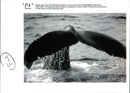 Animals: Whales - Vintage Photograph