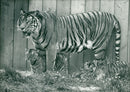 Animals: Tiger - Vintage Photograph
